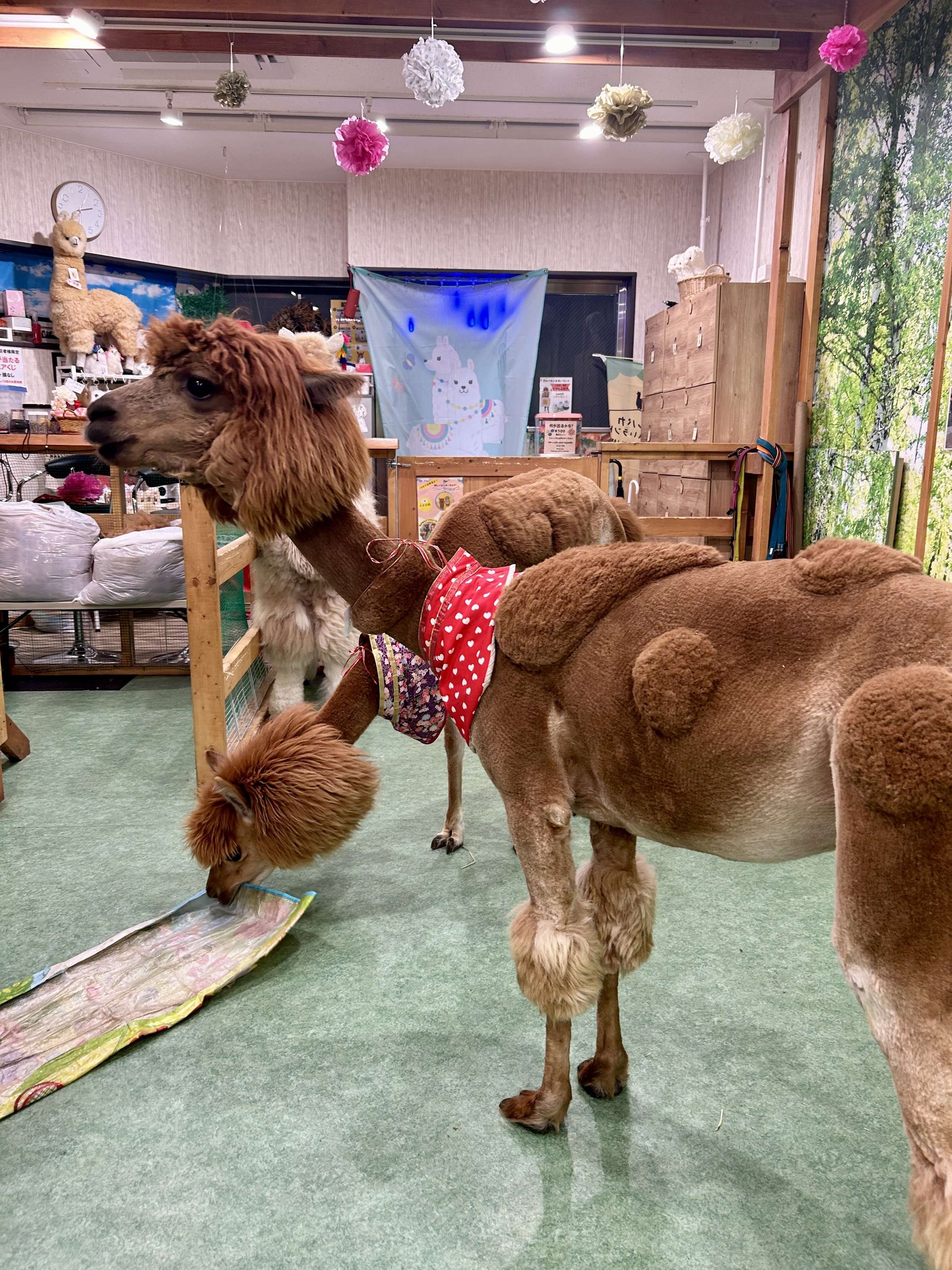 🐾 모프 애니멀 월드 빅 홉 가든 몰 인자이점 이미지 4